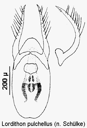 lordithon_pulchellus.gif