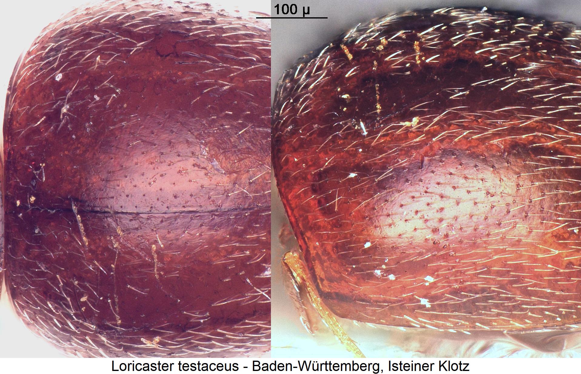 loricaster_testaceus_fld.jpg