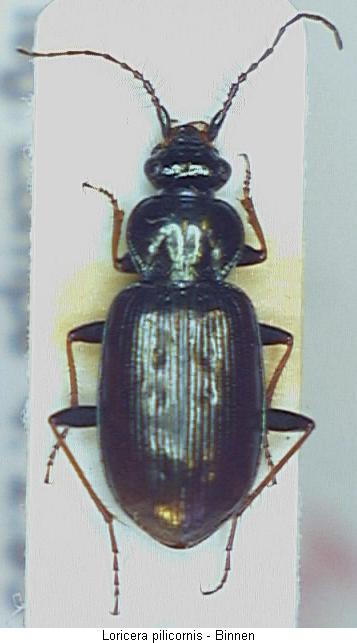loricera_pilicornis_hab.jpg