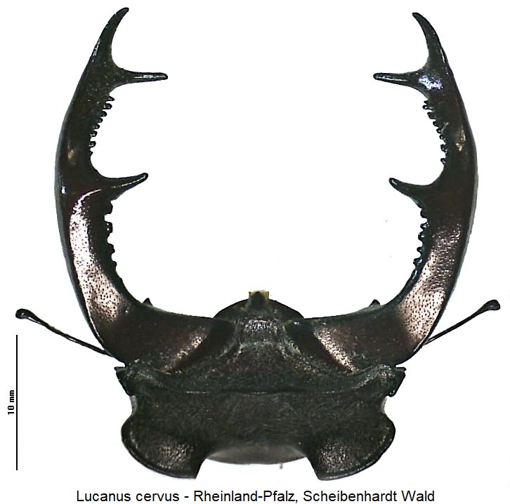 lucanus_cervus_k.jpg