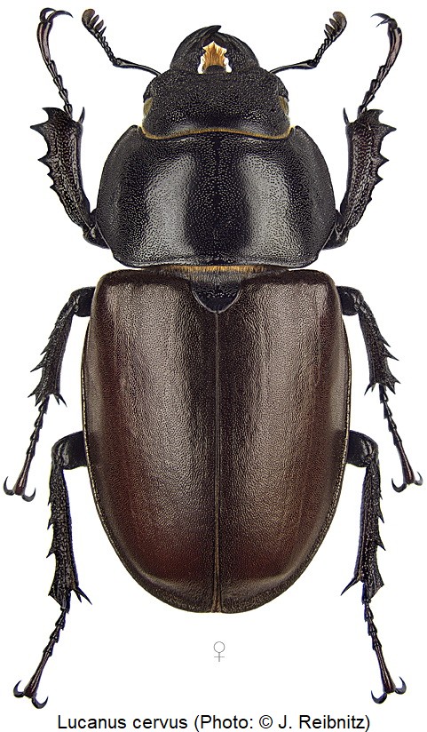lucanus_cervus_w_rbn.jpg