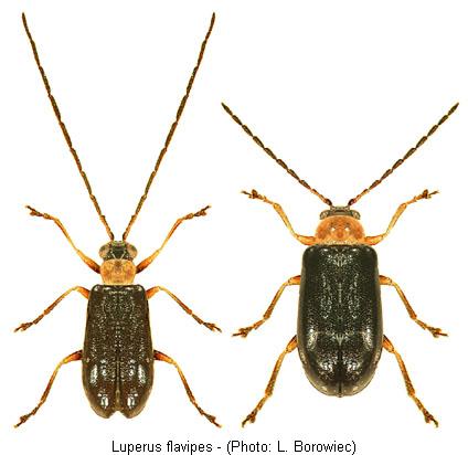 luperus_flavipes.jpg