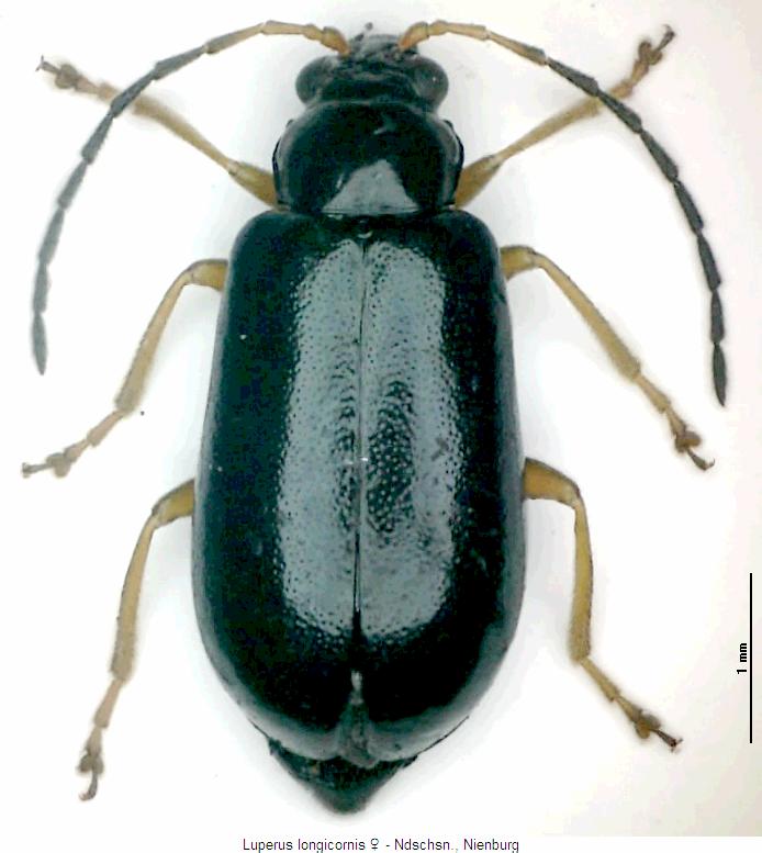 luperus_longicornis_w_hab.jpg