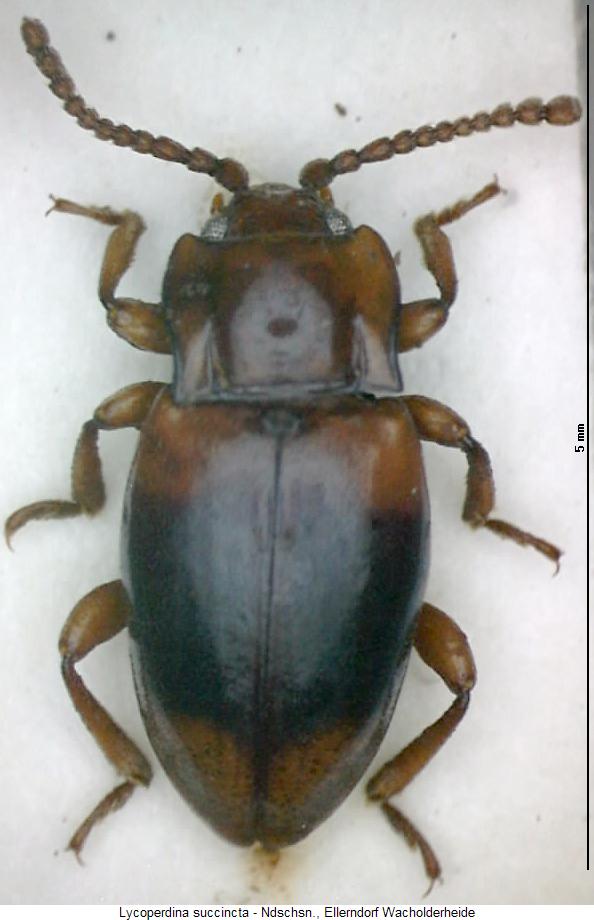 lycoperdina_succincta_hab.jpg