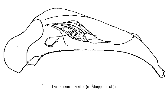 lymnaeum_abeillei.gif
