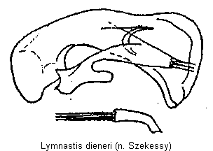 lymnastis_dieneri.gif