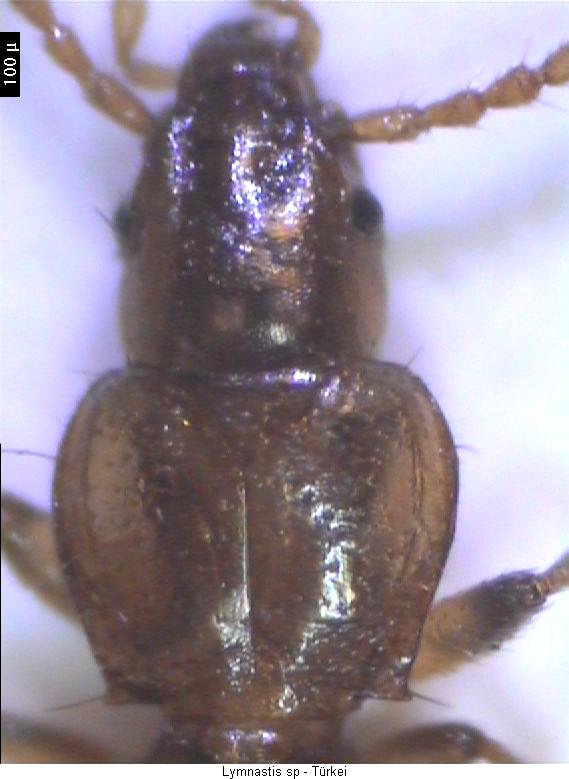 lymnastis_sp_vk.jpg