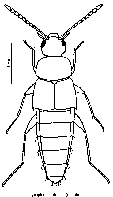 lypoglossa_lateralis_hab.gif