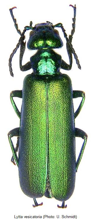 lytta_vesicatoria_hab.jpg