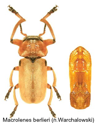 macrolenes_bellieri.jpg