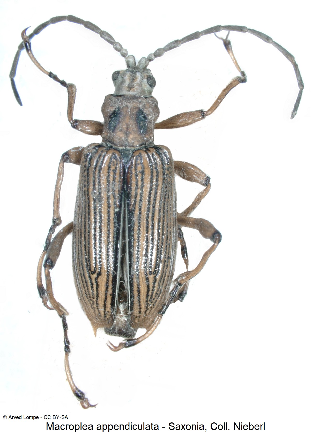 macroplea_appendiculata_ck34589205_hab.jpg