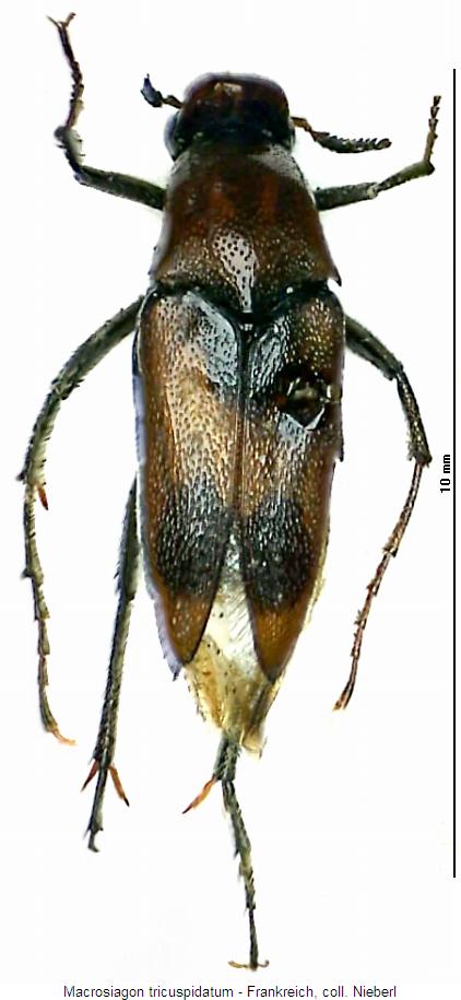 macrosiagon_tricuspidatum_hab.jpg