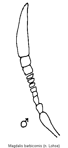 magdalis_barbicornis_f.gif