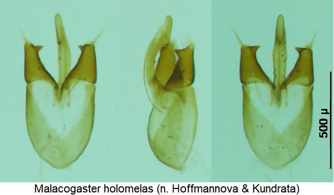 malacogaster_holomelas.jpg