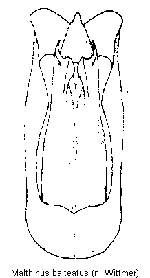 malthinus_balteatus.gif