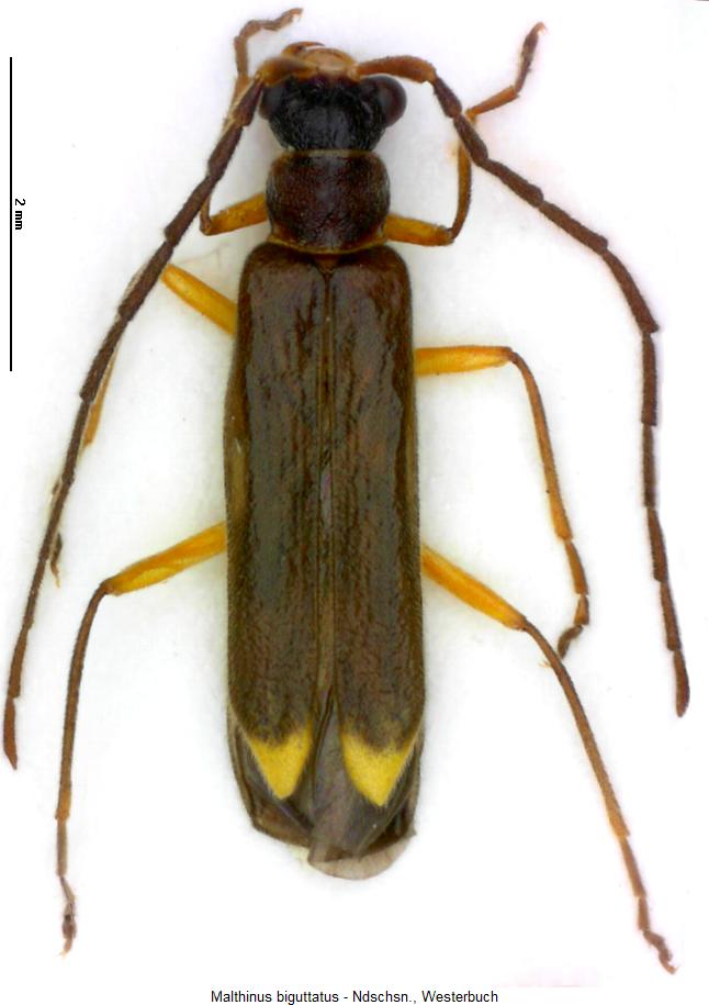 malthinus_biguttatus_hab.jpg