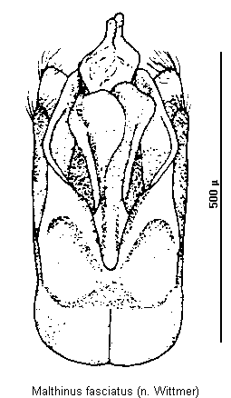 malthinus_fasciatus.gif