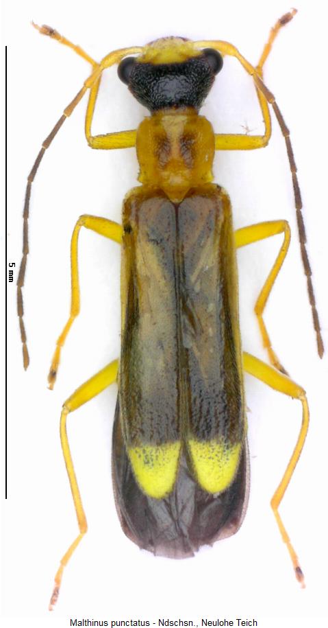 malthinus_punctatus_hab.jpg