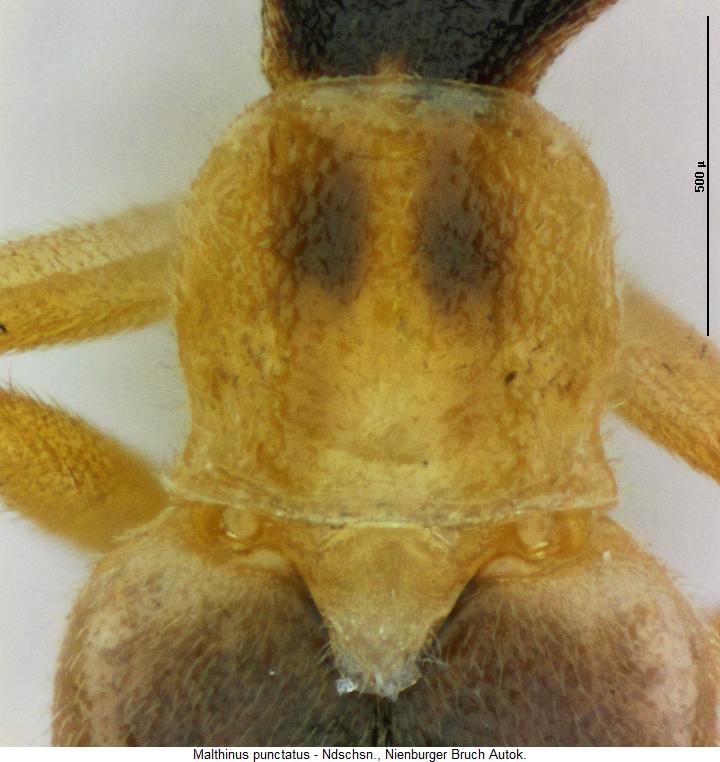 malthinus_punctatus_hsch.jpg