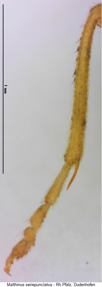 malthinus_seriepunctatus_vschn.jpg