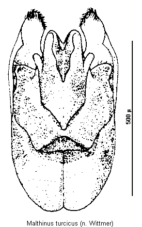 malthinus_turcicus.gif
