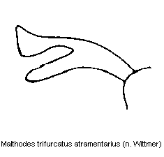 malthodes_atramentarius_ster.gif