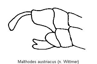 malthodes_austriacus_hlb.gif