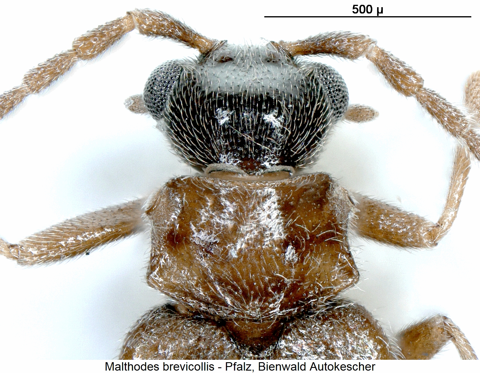 malthodes_brevicollis_vk.jpg