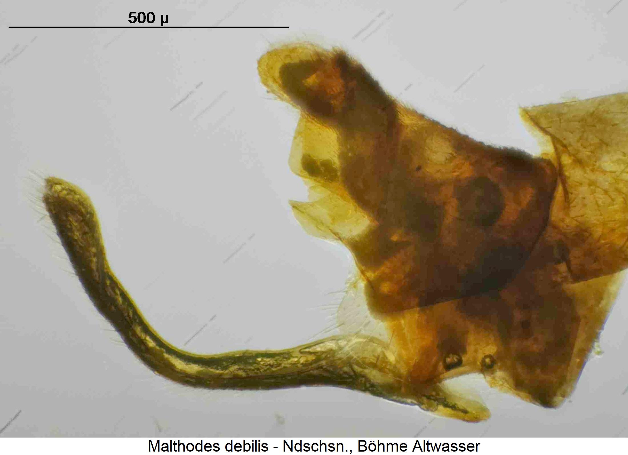 malthodes_debilis_hlb.jpg