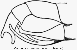 malthodes_dimidiaticollis_hlb.gif