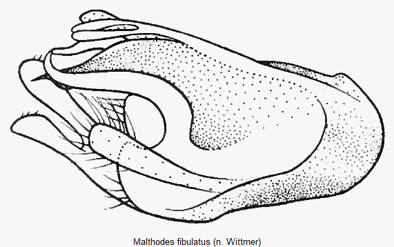 malthodes_fibulatus.gif