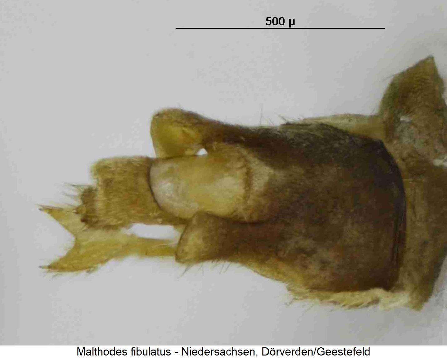 malthodes_fibulatus_hlb1.jpg