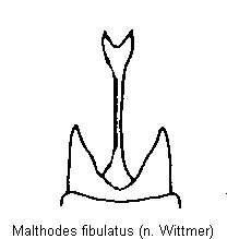 malthodes_fibulatus_ster.gif