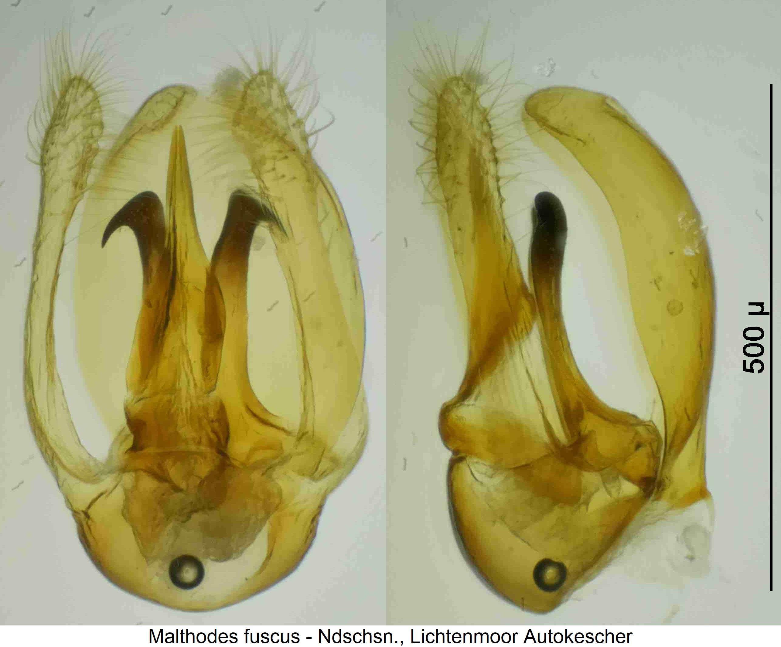malthodes_fuscus.jpg