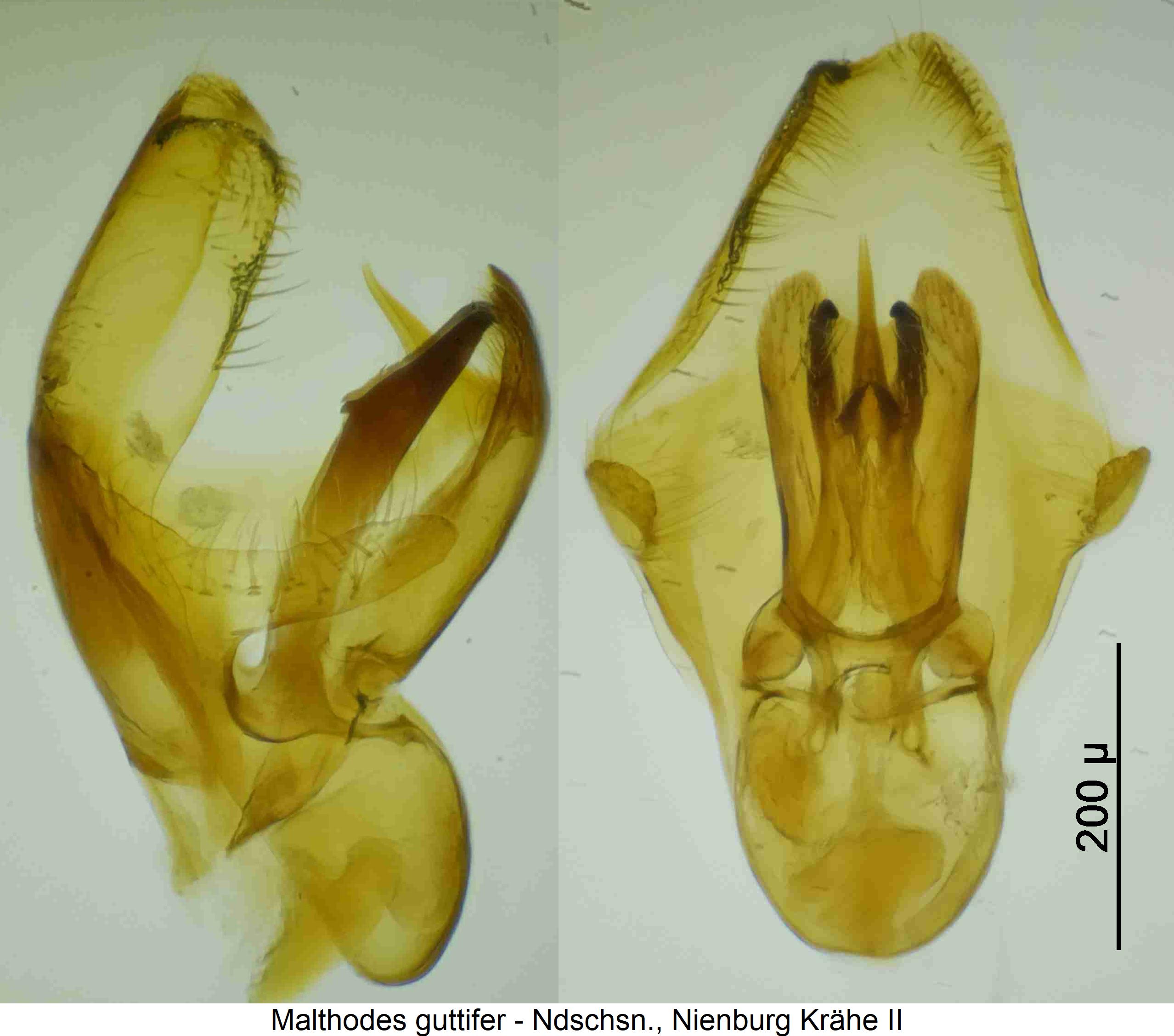 malthodes_guttifer.jpg