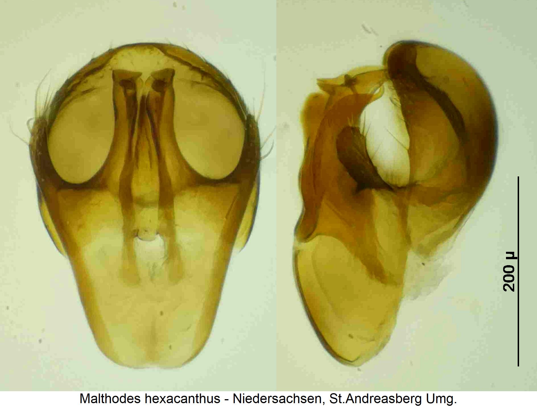 malthodes_hexacanthus.jpg