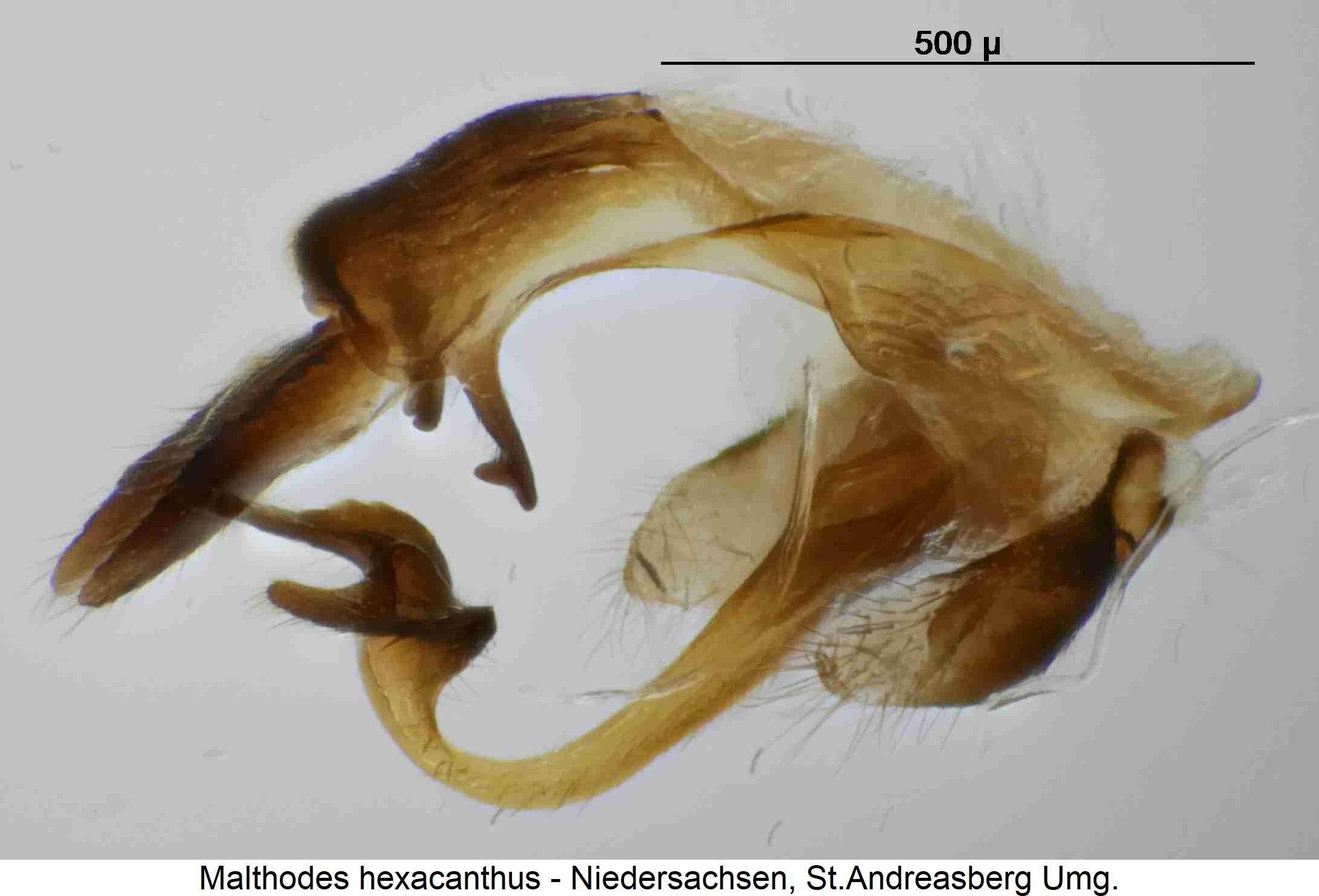 malthodes_hexacanthus_hlb.jpg