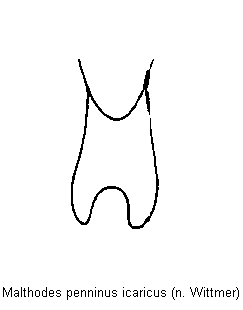 malthodes_icaricus_ter.gif