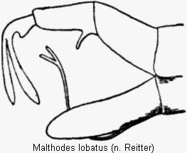 malthodes_lobatus_hlb.gif
