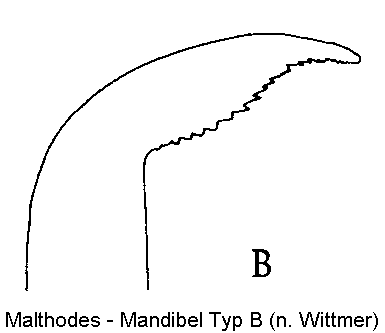 malthodes_mand_b.gif
