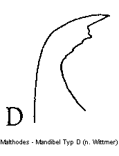 malthodes_mand_d.gif