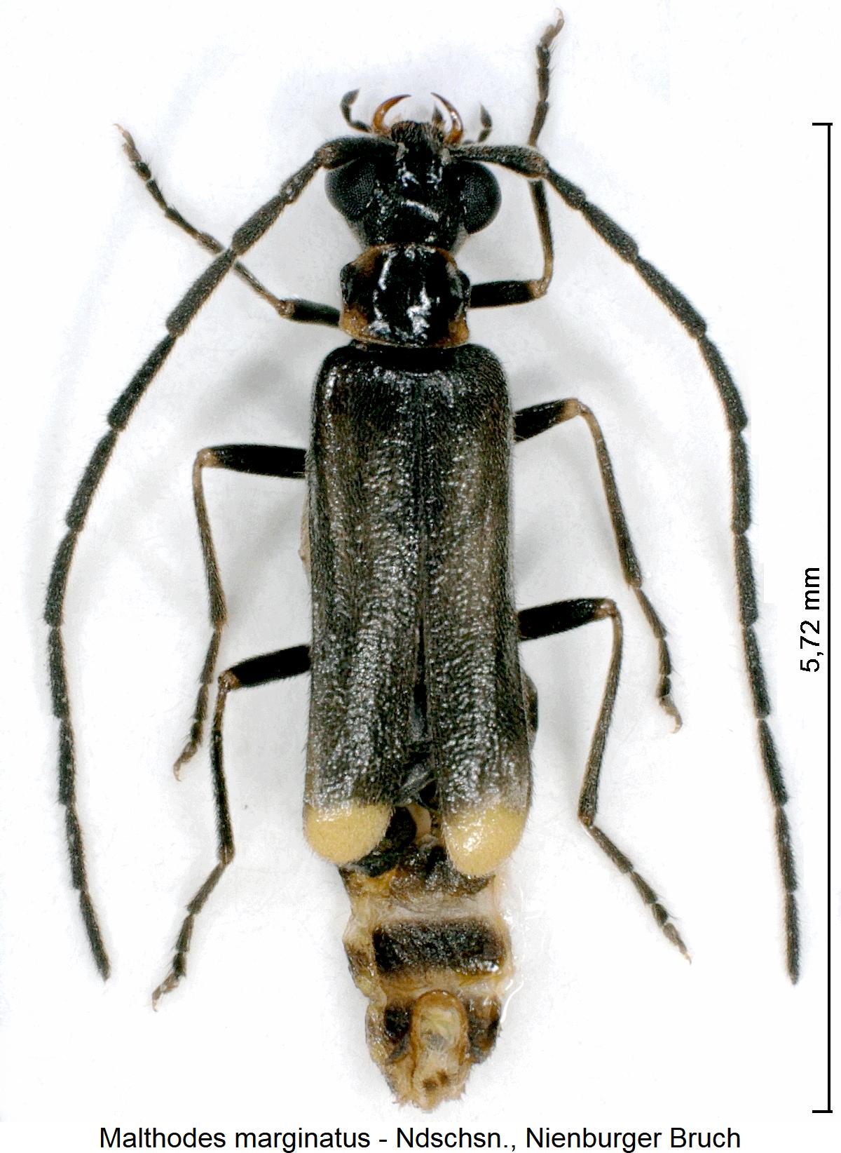 malthodes_marginatus_hab.jpg