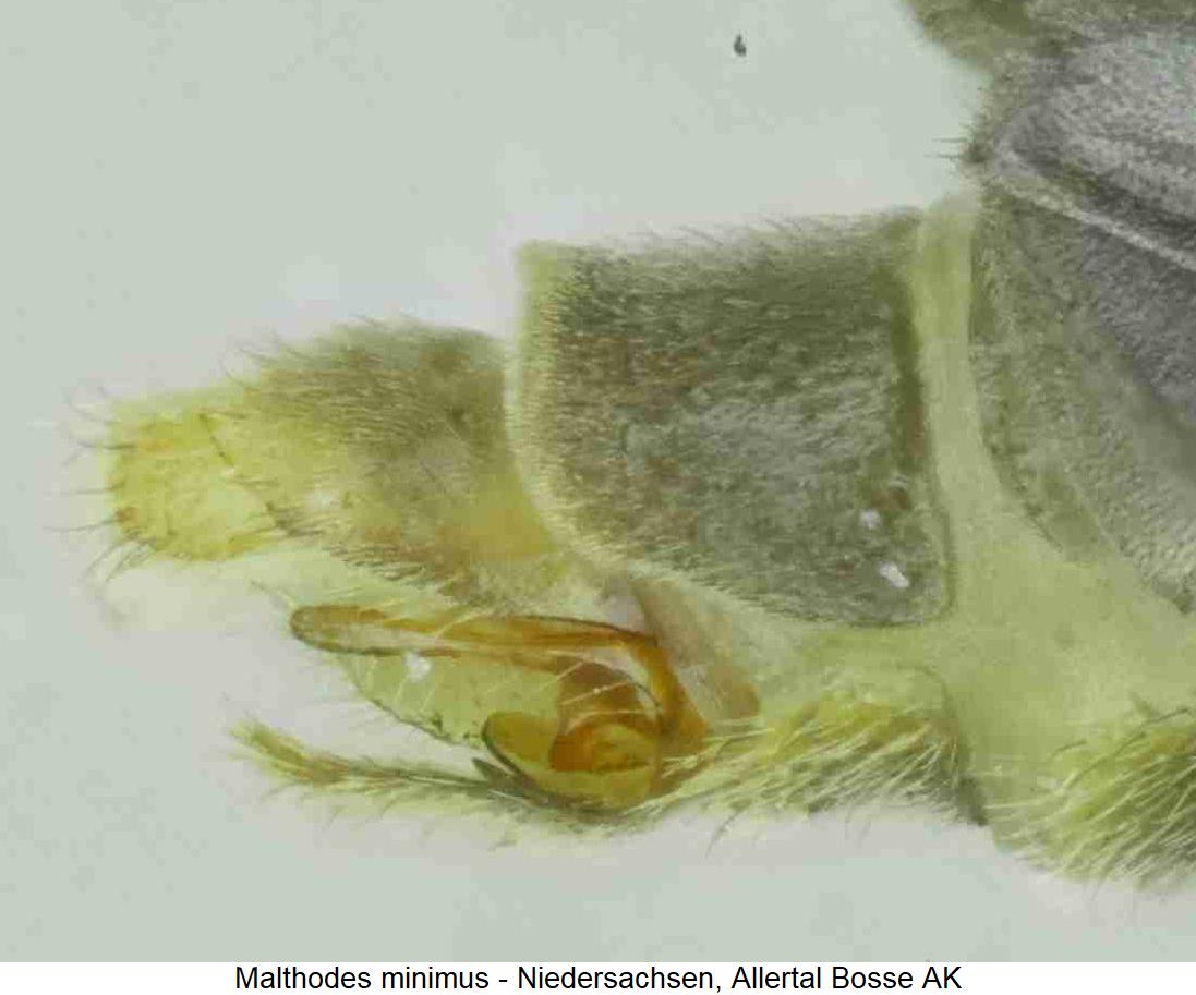 malthodes_minimus_hlb.jpg