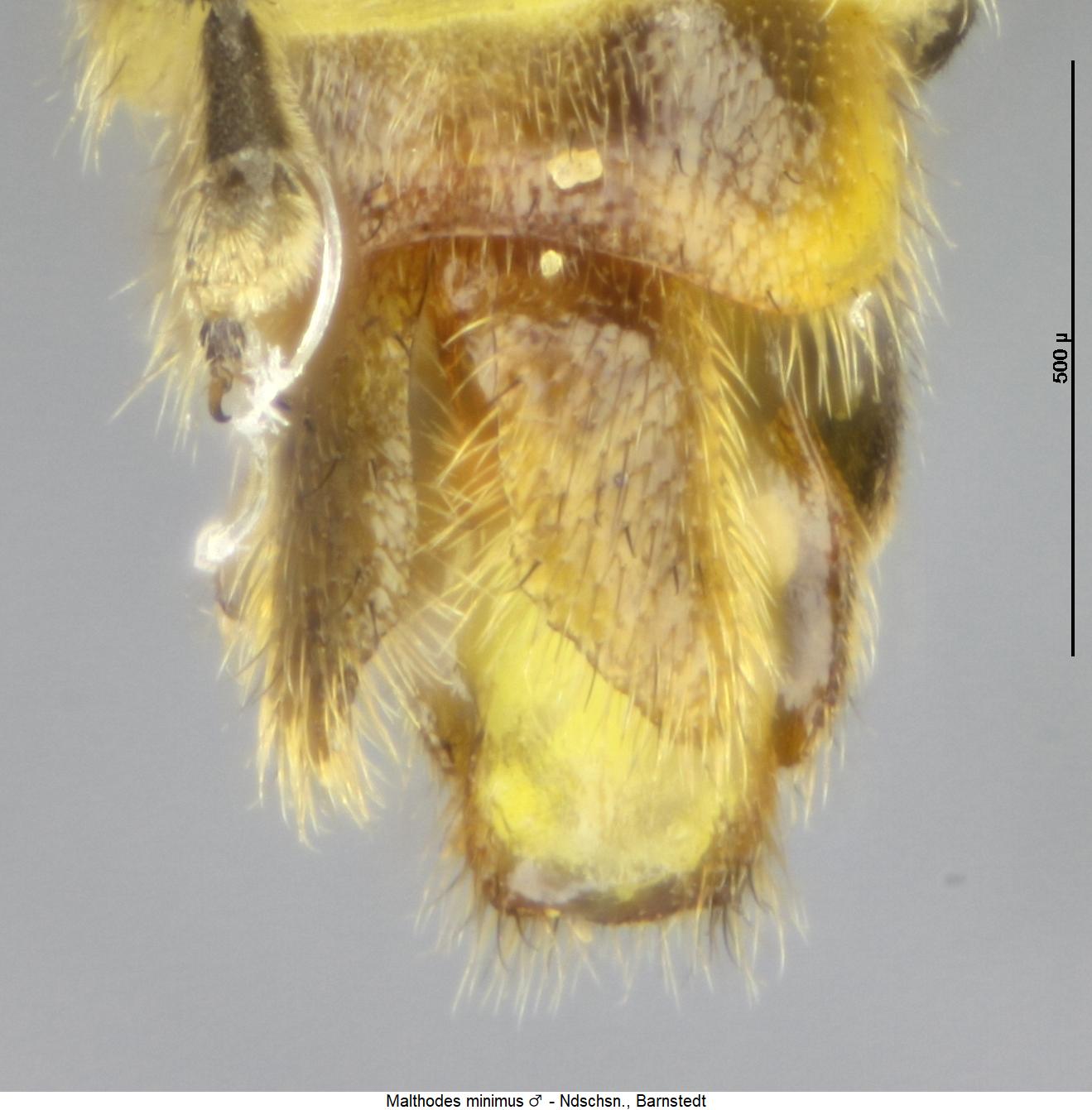 malthodes_minimus_ster.jpg