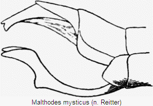 malthodes_mysticus_hlb.gif