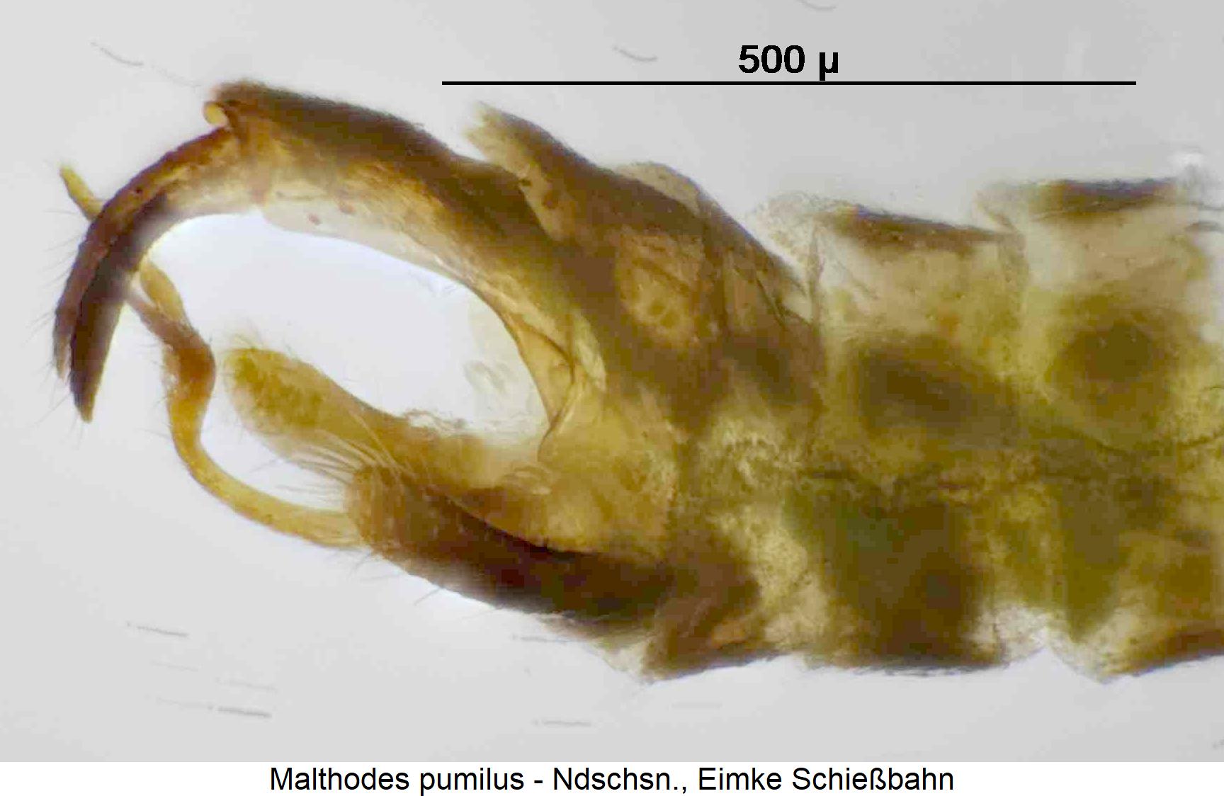 malthodes_pumilus_hlb.jpg