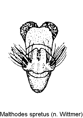 malthodes_spretus.gif