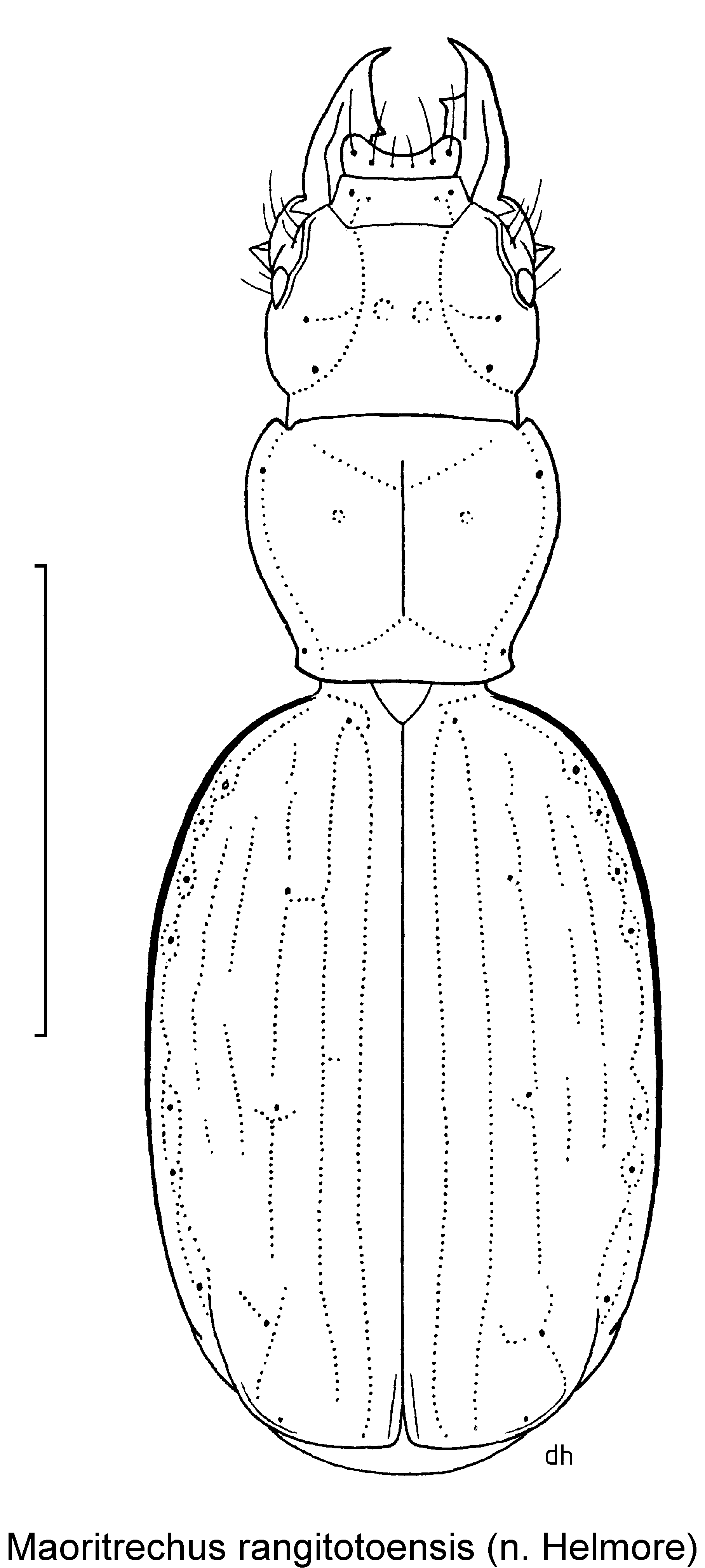 maoritrechus_rangitotoensis_hab.gif