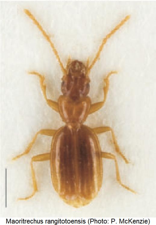 maoritrechus_rangitotoensis_hab.jpg