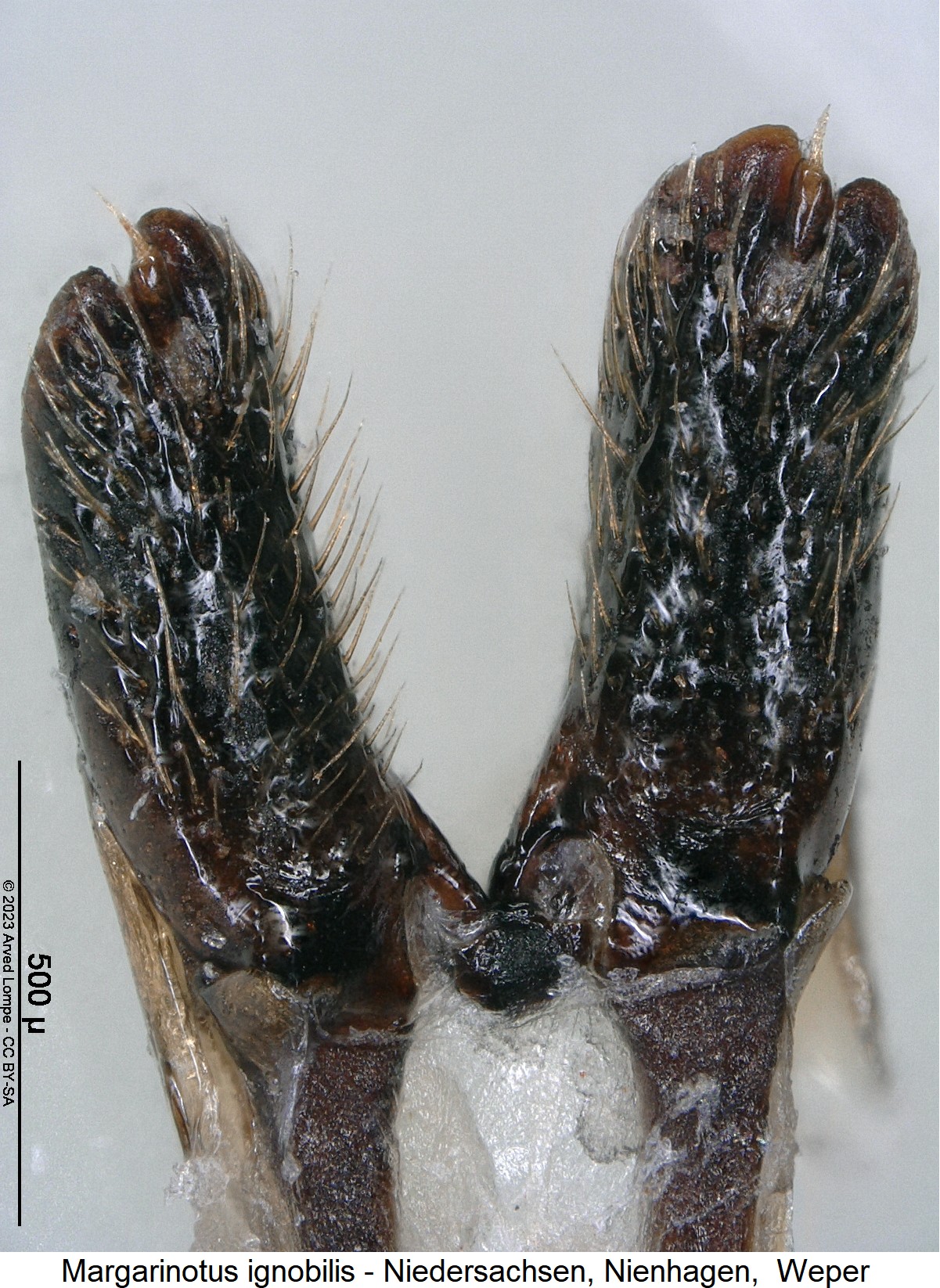 margarinotus_ignobilis_ovi.jpg